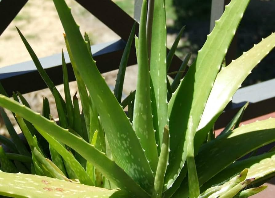 Small Aloe Vera Plants, Bare Root Live Succulents, Aloe barbadensis Miller, Easy Care Indoor & Outdoor