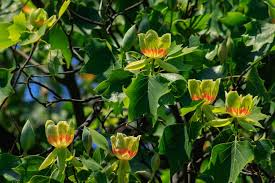 Tulip Poplar Tree Cuttings - 7 Live 12" Fast-Growing Yellow Flowering Native Tree USDA Zones 4-9