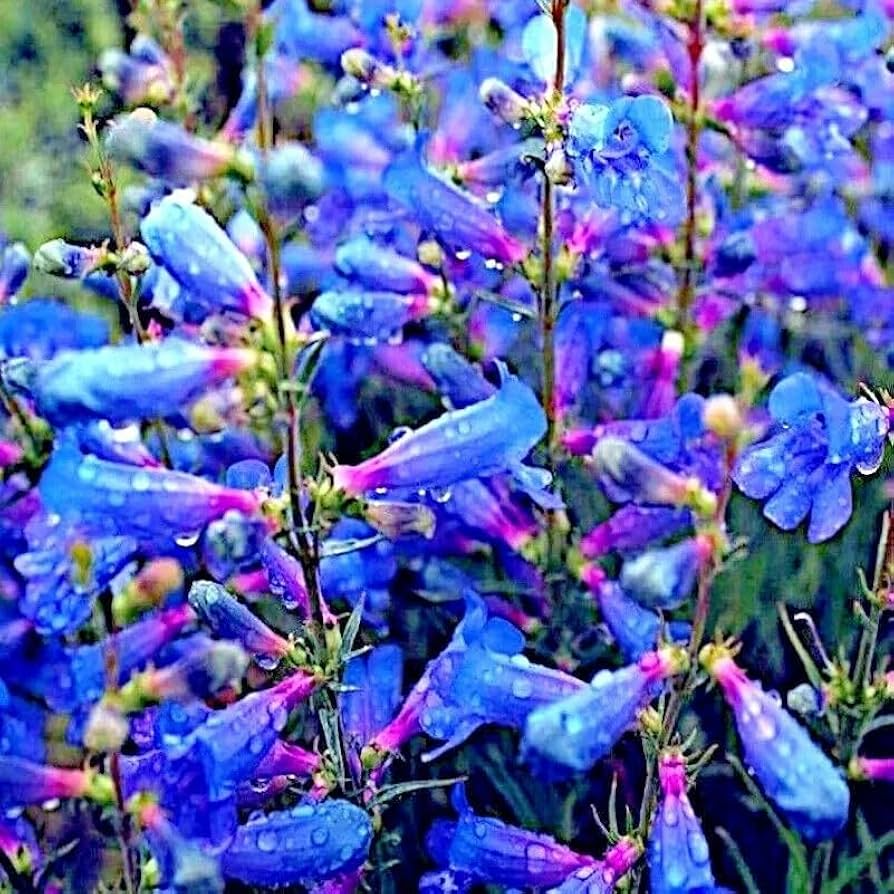 Blue Beard Tongue Seeds – Penstemon spectabilis, Showy Butterfly & Hummingbird Magnet, Drought-Tolerant California Native Wildflower