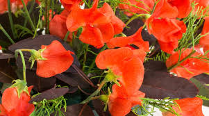 Henry Eckford Sweet Pea Seeds – Fragrant Orange-Pink Blooms, Climbing Vines for Trellises, Lathyrus odoratus, 50+ Seeds