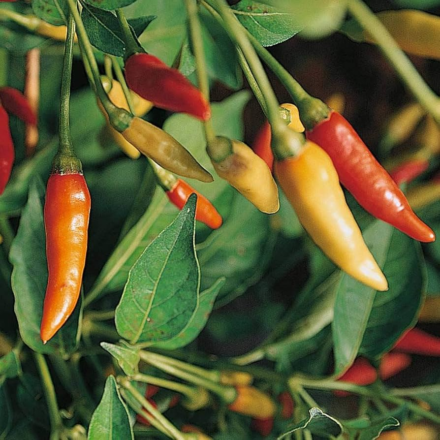 Tabasco Hot Pepper Seeds 250mg, Medium-Hot Heirloom, Non-GMO, Capsicum frutescens for Sauces, Pickling & Cooking