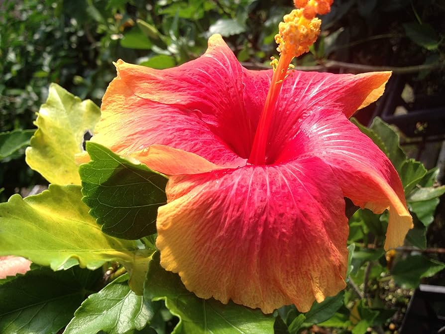 Exotic Hawaiian Sunset Fiesta Hibiscus Starter Plant - Live Tropical Hibiscus Bare Root 3-5 Inches Tall for Gardens & Landscaping