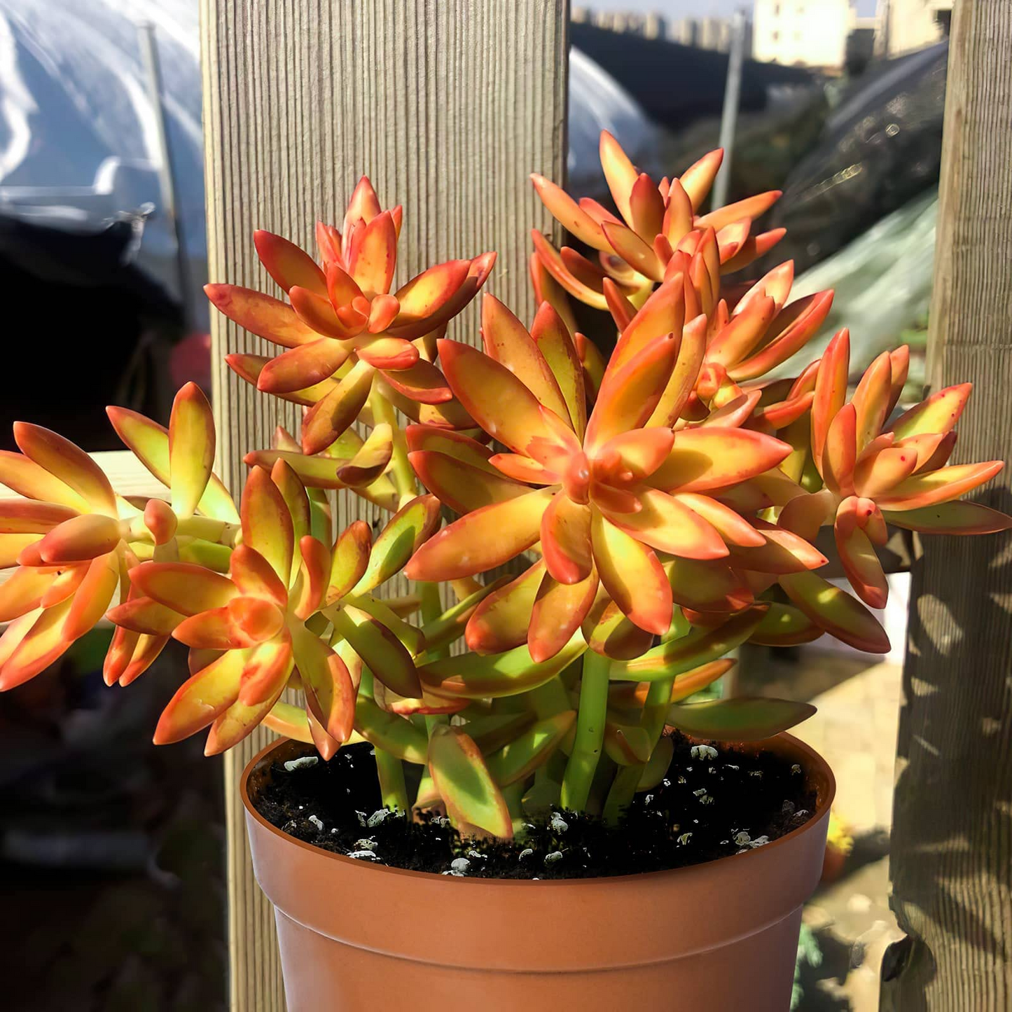 Sedum Adolphi Firestorm Succulent in 2" Pot, Red-Orange Foliage, Easy Care, Drought Tolerant, Container Plant
