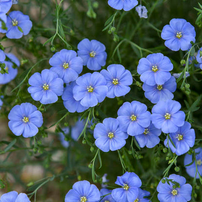 Blue Flax Seeds 500 Non-GMO Perennial Wildflower Linum lewisii Native Drought Tolerant Pollinator Friendly