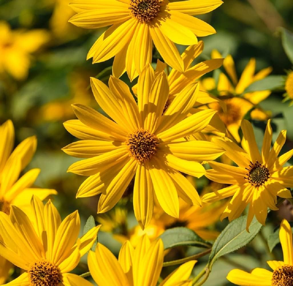 1000 Maximilian Sunflower Seeds - Non-GMO Perennial Yellow Blooms Helianthus maximiliani