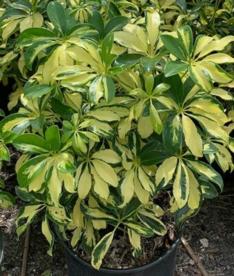 Schefflera arboricola 'Trinette' Bare Root Live Plant - Variegated Umbrella Tree, Easy-Care Houseplant, 10-12 Inches Tall