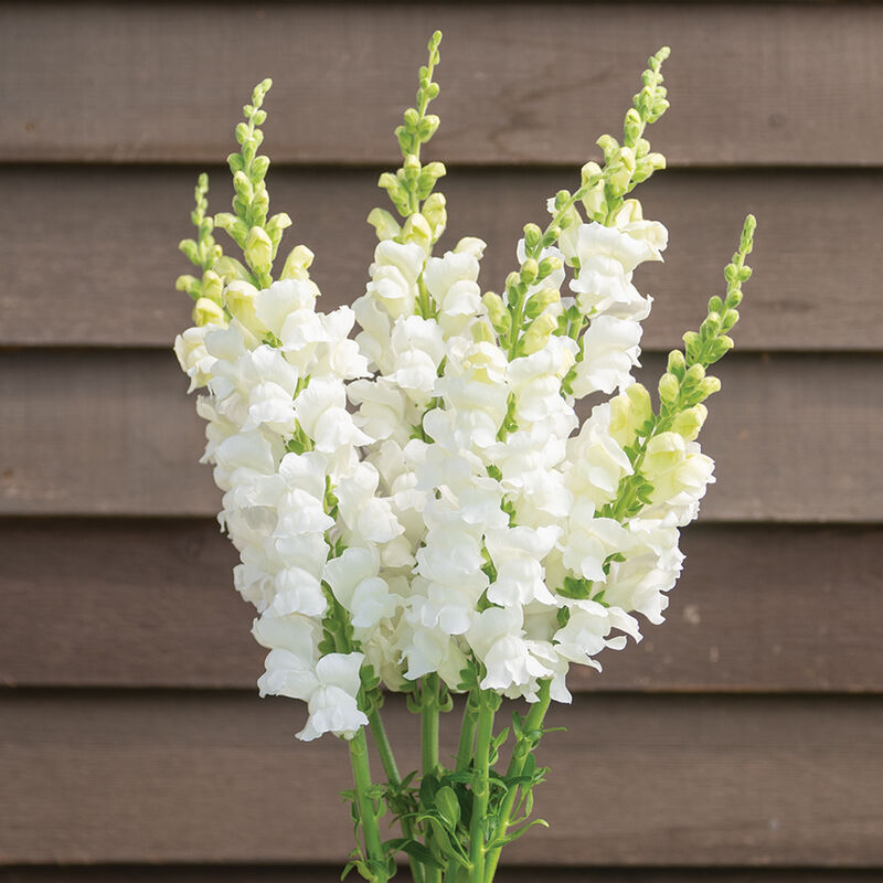 Costa Midly White II Snapdragon Seeds - Antirrhinum majus, 1000+ White Flower Seeds for Garden, Borders & Cut Flowers