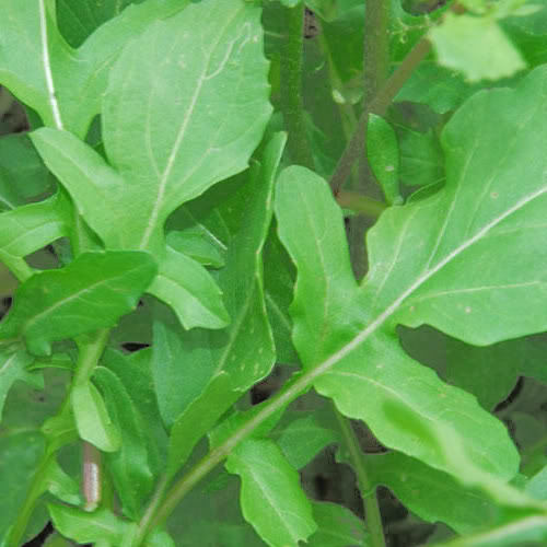 500 Seeds Roquette Arugula (Eruca vesicaria) - Peppery Green for Salads, Sandwiches, Gourmet Dishes