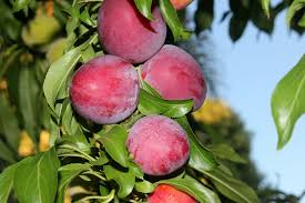 Santa Rosa Plum Tree (Prunus salicina) - 2ft Live Fruit Tree for Home Orchard & Backyard Gardens