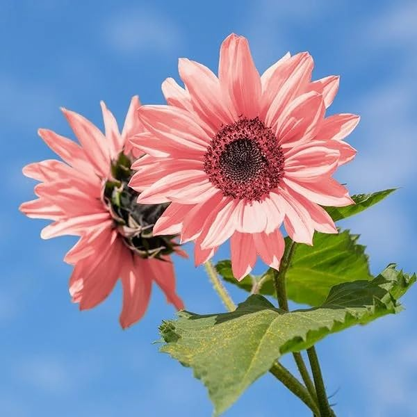 50pcs Non-GMO Pink Sunflower Seeds | Helianthus annuus | Rare Pink Blooms for Garden & Cut Flowers
