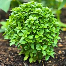Spicy Globe Basil Seeds, Heirloom, Compact & Aromatic, Culinary Herb, Ocimum basilicum, Perfect for Containers