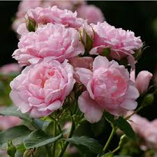 Pink Damask Hedge Rose Starter Plant in 4" Pot, Fragrant Pink Blooms, Cutting-Grown Rosa damascena for Garden Borders
