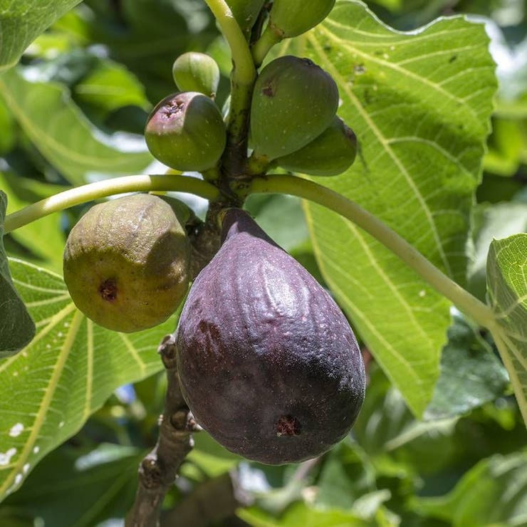 Hardy Chicago Fig Seeds, Non-GMO, Cold-Tolerant Ficus carica, Fruit Tree Seeds for USDA Zones 5-11, Edible Garden, Backyard Orchard
