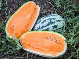 Orangeglo Watermelon Seeds – Citrullus lanatus, Sweet Orange Flesh, Heirloom Fruit, Summer Garden, 10 Seeds