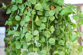 Dischidia Nummularia Cutting - Hanging Basket Epiphytic Plant, Easy to Grow, Green Houseplant, Indoor Drape, Starter Plant