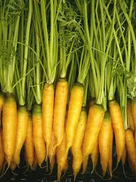 Yellowstone Carrot Seeds – Heirloom Bright Yellow Root Vegetable for Fresh Eating & Cooking