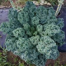 Dwarf Blue Curled Scotch Kale Seeds | Heirloom Non-GMO Brassica oleracea | Nutritious, Easy-Grow, Compact, Blue-Green Curly Leaves
