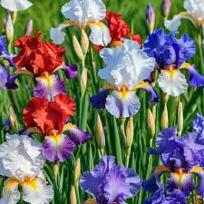 30 Iris Siberica Flower Seeds - Colorful Mix of Purple, White, Red, Blue - Easy to Grow Perennial Garden Flowers