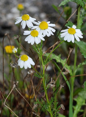 German Chamomile Herb Seeds – Matricaria chamomilla – Heirloom, Pollinator-Friendly, Easy to Grow, Aromatic, Herbal Tea