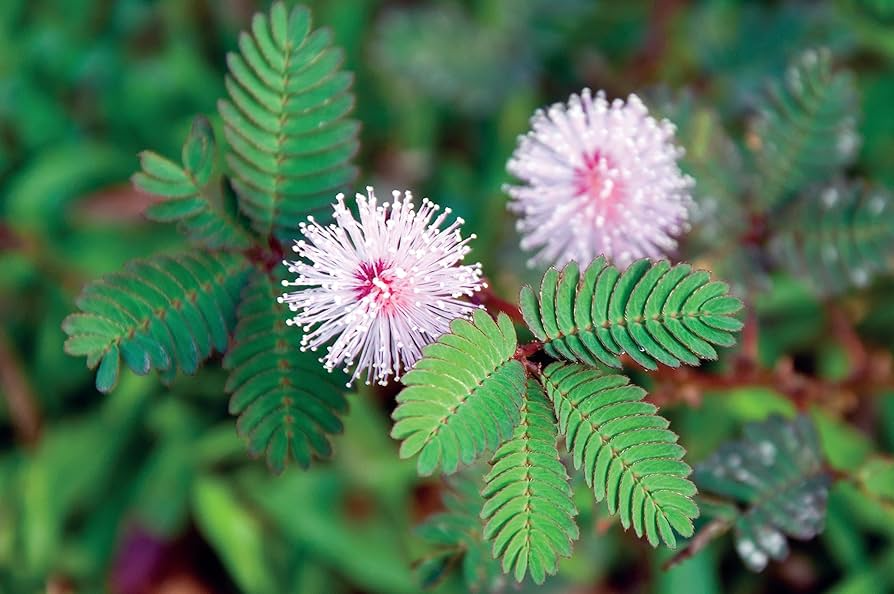 Dwarf Sensitive Plant Seeds – Mimosa pudica Touch-Responsive Houseplant with Purple Flowers, Indoor Garden, 10 Seeds