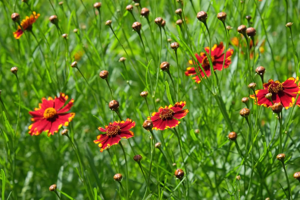 500 Seeds Coreopsis ‘Plains Tall Red’ – Coreopsis tinctoria Wildflower, Non-GMO, Heirloom, Pollinator-Friendly, Easy to Grow