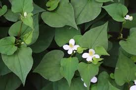 Fish Mint Plants, Bare Root, Houttuynia cordata, Perennial Ground Cover, Edible Herb, Asian Cuisine, Low Maintenance
