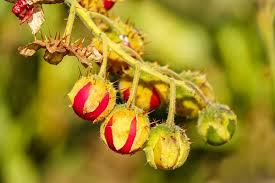 Litchi Tomato Seeds 25 Pack | Rare Heirloom Fruit with Spiny Foliage | Solanum sisymbriifolium | Edible Landscaping & Pollinator-Friendly