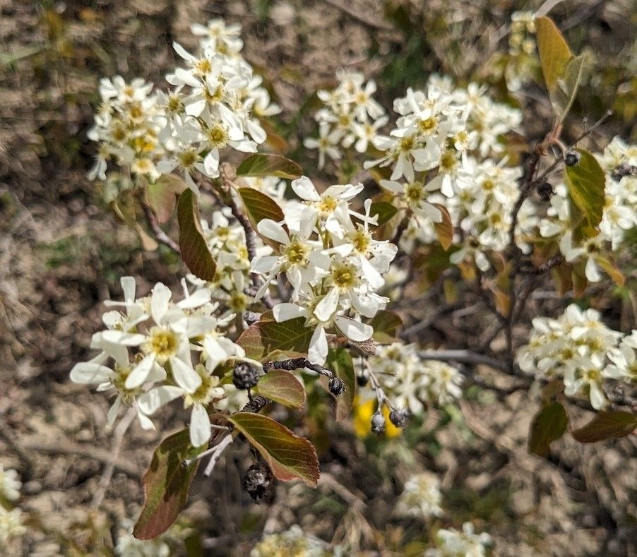 Amelanchier alnifolia Seeds – Saskatoon Shrub Tree with White Spring Flowers, Fall Color, Cold Hardy Native Plant