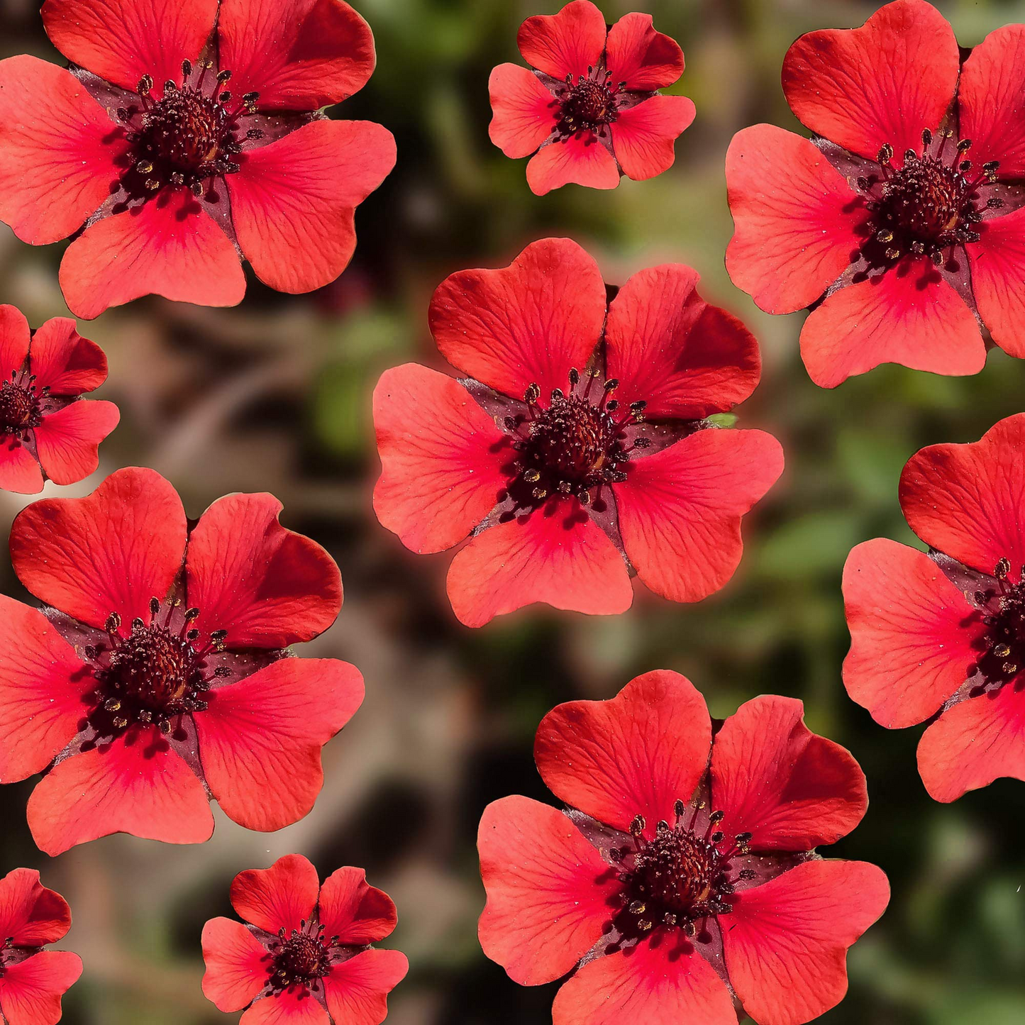 1000 Seeds Scarlet Cinquefoil Perennial Red Flowers Pollinator Attractant Potentilla recta