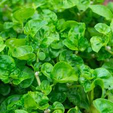 Watercress Seeds Nasturtium officinale – Nutrient-Rich Aquatic Green for Salads & Garnishes – Fast-Growing Edible Herb