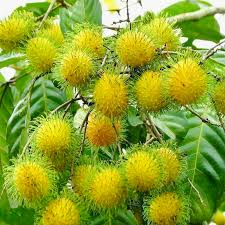 Grafted Yellow Rambutan Tree 24-36 Inches Exotic Tropical Fruit Plant Nephelium lappaceum