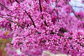 Giant Redbud Tree Seeds | Cercis gigantea | Ornamental Pink Blossoms | Deciduous Landscape Tree