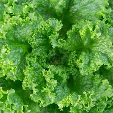 Grand Rapids Lettuce Seeds – Heirloom Lactuca sativa, Fast-Growing, Cold Hardy, Crisp & Tender Leaf Lettuce for Salads & Containers