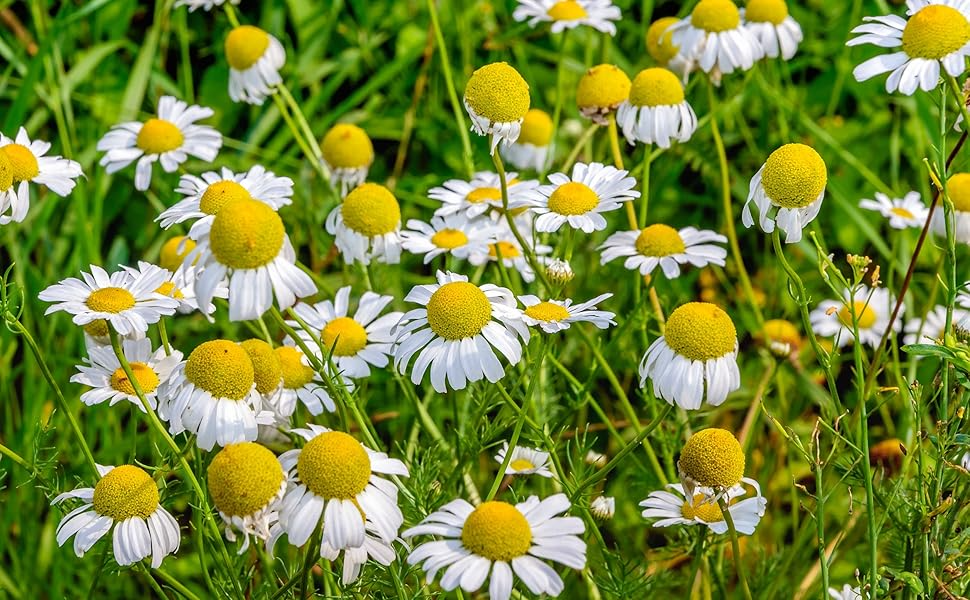 Roman Chamomile Seeds 500 Pack Heirloom Non-GMO Fragrant Perennial Matricaria recutita for Tea & Garden