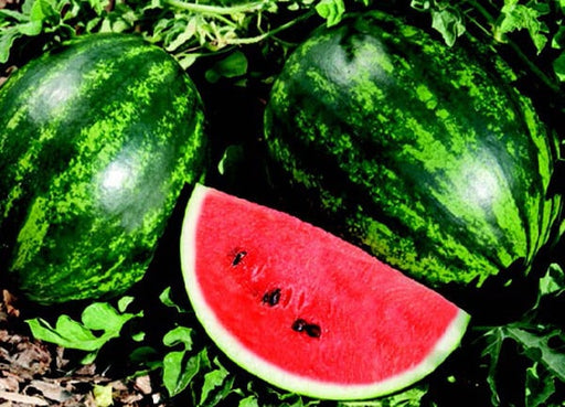 Piccolo Hybrid Seedless Watermelon Seeds – 50 Compact Vines, Sweet Mini Melons, USA Grown, Seedless Citrullus lanatus