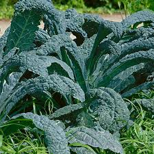 250 Kale Lacinato Seeds – Dinosaur Kale Brassica oleracea for Gardening, Nutritious Greens, Hearty Kale for Cooking & Smoothies