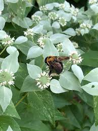 Mountain Mint Herb Seeds 30mg Pycnanthemum muticum Aromatic Native Mint for Culinary & Pollinator Gardens