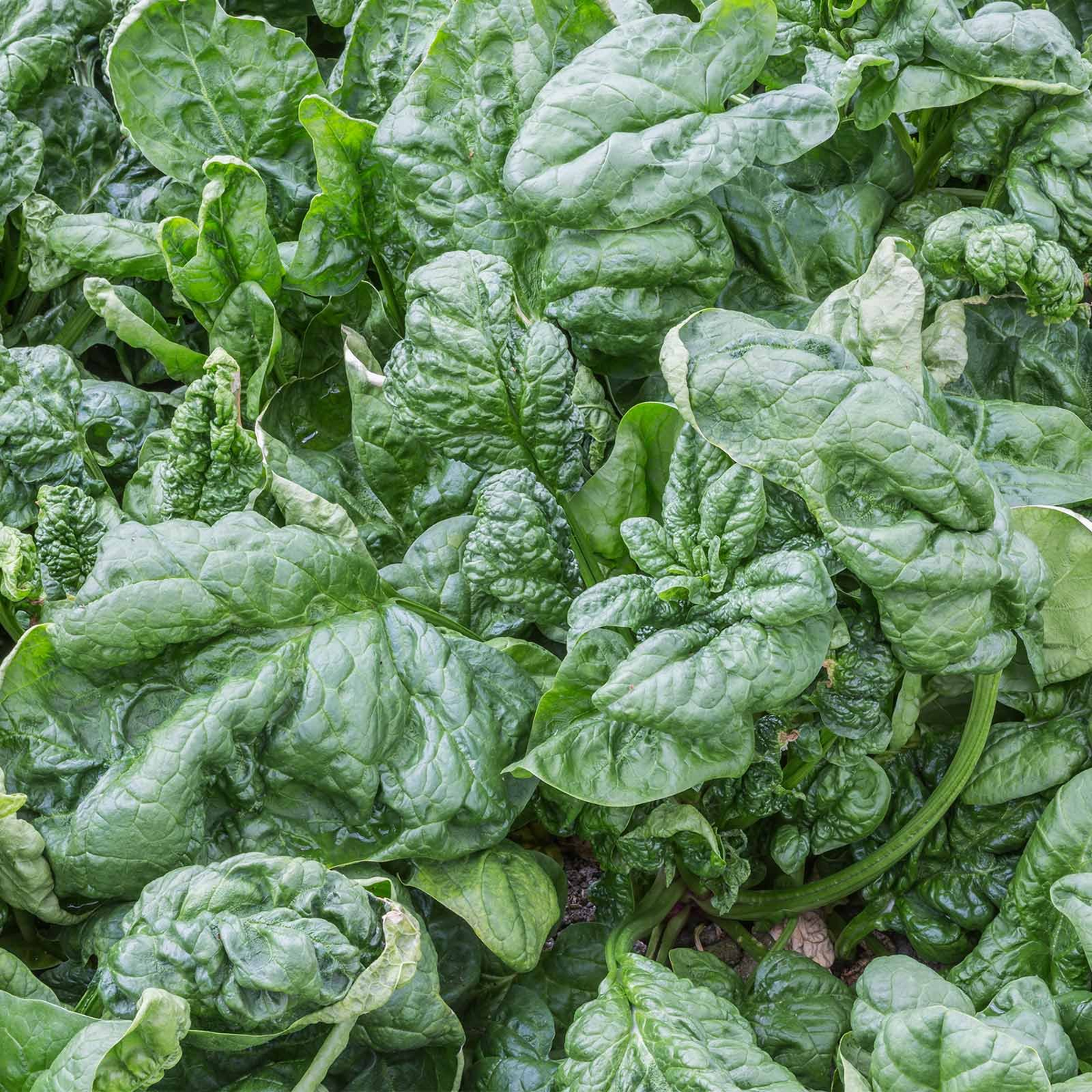 Spinach Seeds 1 Gram Bloomsdale Long Standing Heirloom Spinacia oleracea Vegetable Gardening