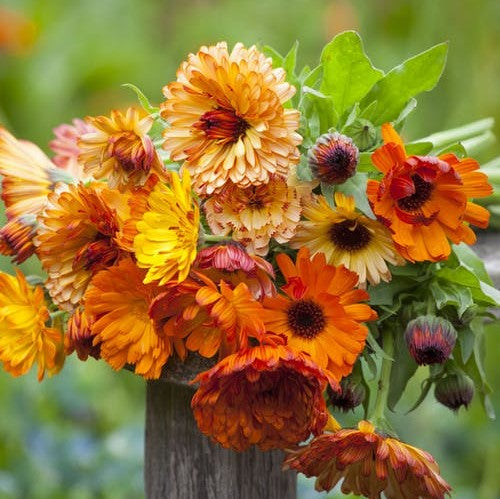 Calendula Sunset Mix Seeds - Bi-Colored Double Blooms, Edible Flowers, Heirloom, Non-GMO, Garden, Pollinator Friendly