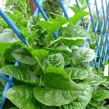 Malabar Spinach Green Vine Seeds – 500mg, Heat-Tolerant, Fast-Growing Climbing Green, High Yield, Garden & Trellis, Basella alba