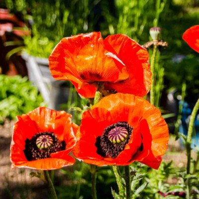 500 Seeds Oriental Poppy 'Prince of Orange' Papaver orientale Non-GMO Perennial Red-Orange Blooms for Pollinators & Cut Flowers