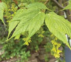 Acer tegmentosum Seeds – Manchurian Snakebark Maple, Cold Hardy Ornamental Tree for Zones 4–7