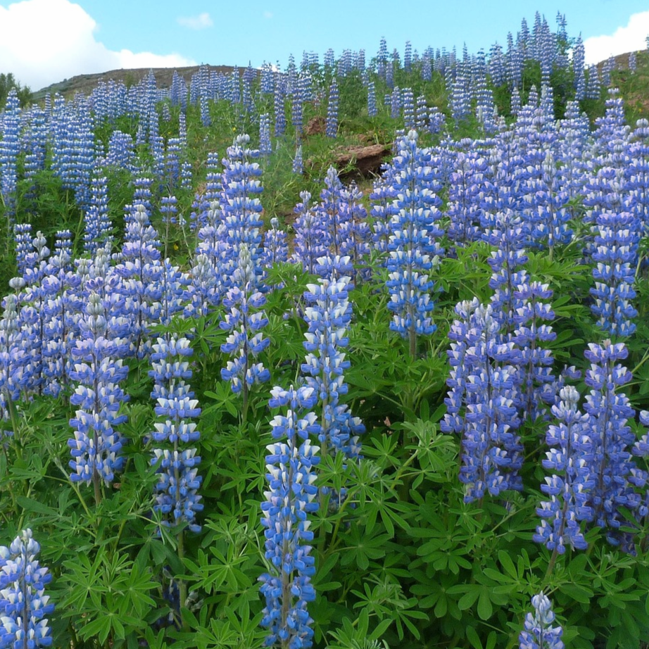 Riverbank Lupine Seeds – Lupinus rivularis – Native Wildflower, Moist Soil Perennial, Pollinator Friendly, Blue Blooms, 15 Seeds