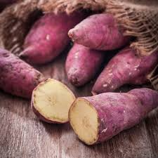 Japanese Murasaki Sweet Potato Vines | Rooted Cuttings | Red Skin, Yellow Flesh | High Yield, Easy to Grow