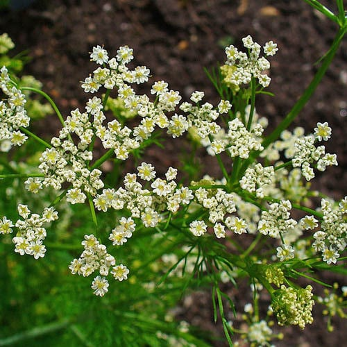300 Caraway Seeds for Planting, Organic Carum carvi Herb, Culinary, Baking, Garden Use, Easy to Grow Seeds