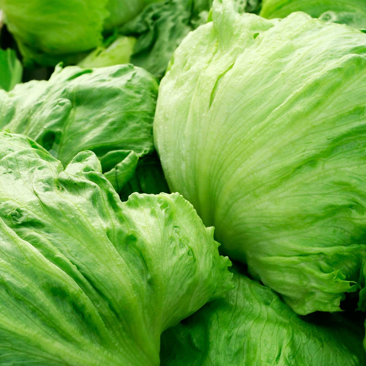 Iceberg Lettuce Seeds | Non-GMO, Heirloom, Crisp & Mild, Salad Greens, Lactuca sativa, 400 Seeds