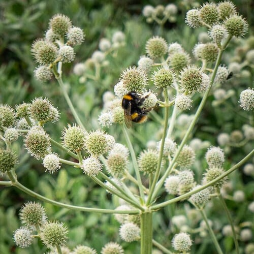250 Seeds Eryngium Yuccifolium Rattlesnake Master Seeds for Planting Drought-Tolerant Native Perennial Garden
