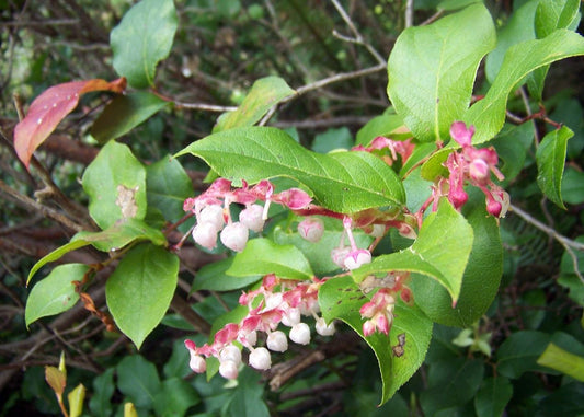 100 Salal Berry Seeds – Edible Fruits, Evergreen Shrub, Wild Berries, Garden Starter, Gaultheria shallon