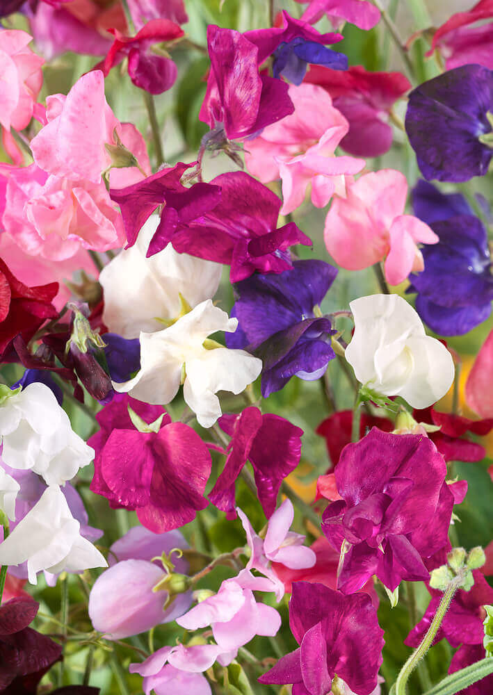 Sweet Pea Vine Seeds 80 Pack | Royal Family Flower Garden Mix, Fragrant Climbing Vines, Vibrant Colors for Trellises & Fences