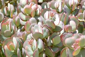 Crassula Arborescens ‘Silver Dollar’ Succulent Cuttings – Rare Blue-Green Jade Plant, Easy-Care, Drought-Tolerant, Indoor & Outdoor